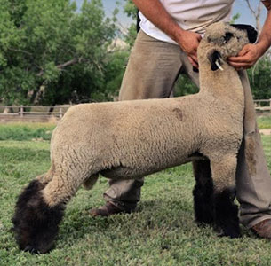 MacLennan Club Lambs | Semen Sales